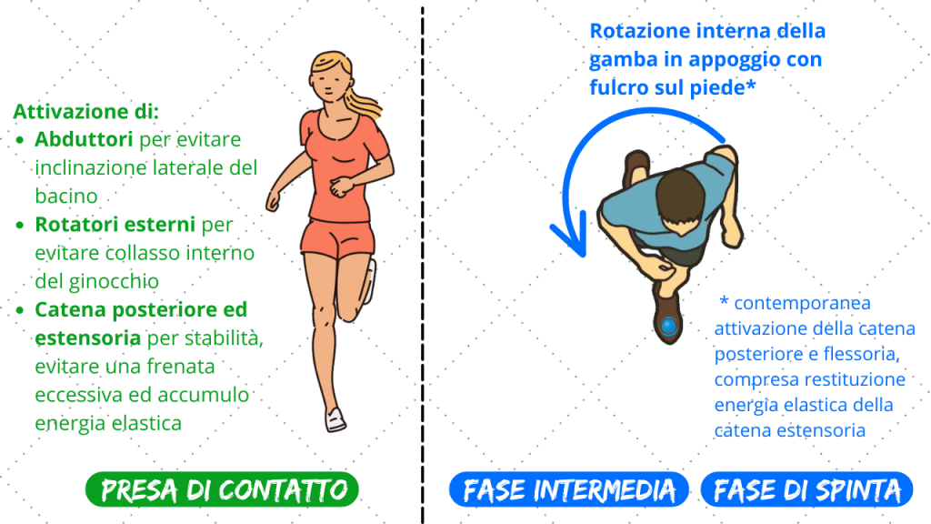 Muscoli stabilizzatori corsa