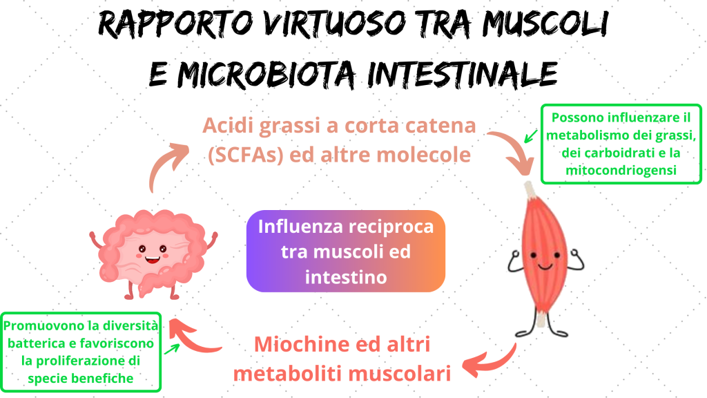 Grafico rapporto microbiota e muscoli nello sport